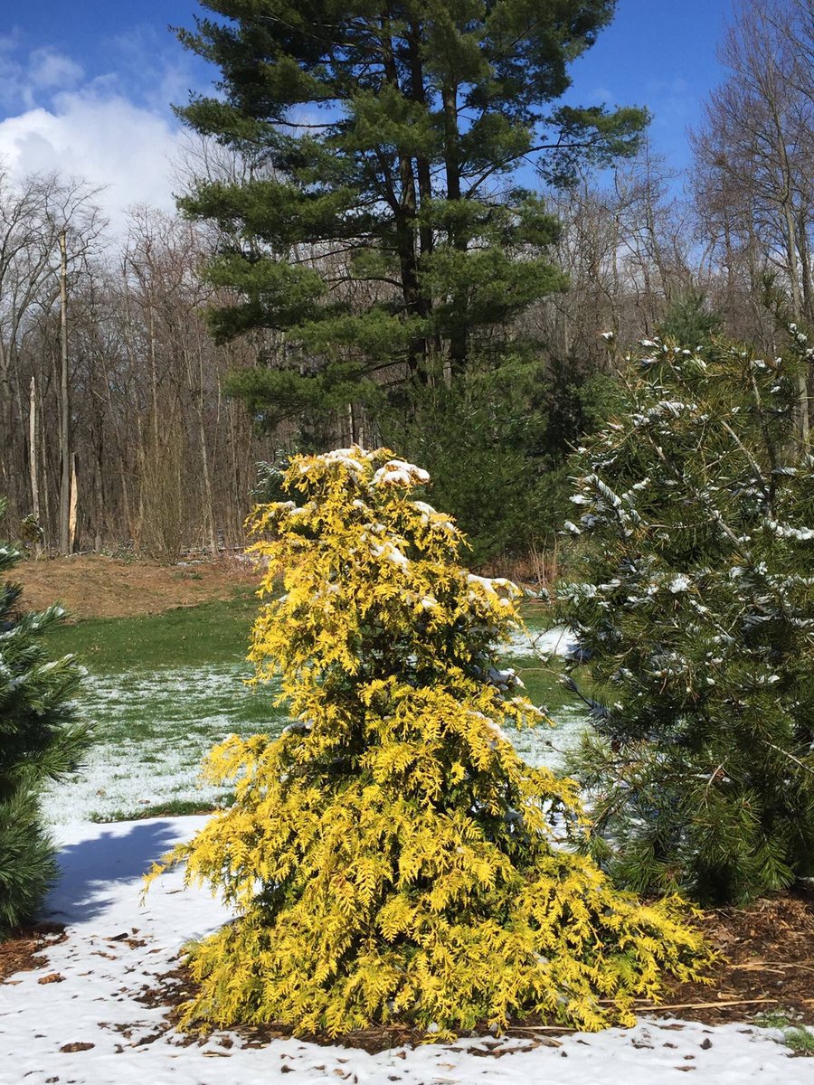 Chamaecyparis pisifera 'Gold Spangle'